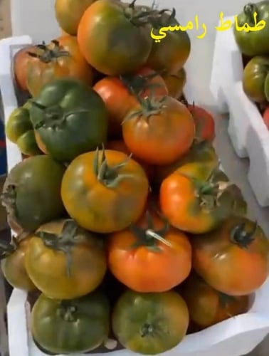 طماط رامسي 200 بذرة Tomato