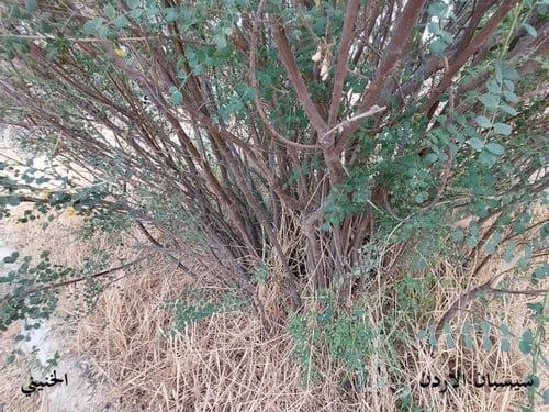 سيسبان الاردن 20 بذرة