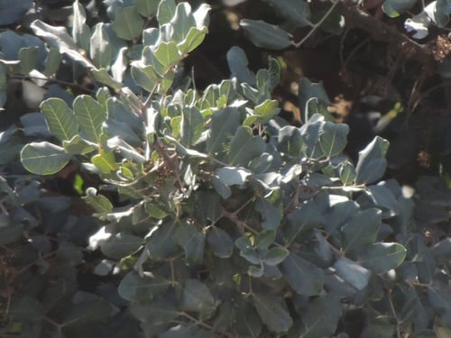 خروب 30 بذرة Ceratonia siliqua