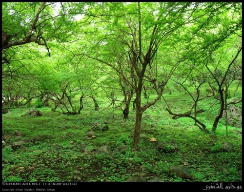 سغوت - المشط 20 بذرة Anogeissus dhofarica