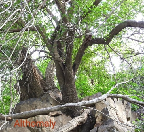 شجرة نكر 15 بذرة berchemia discolor