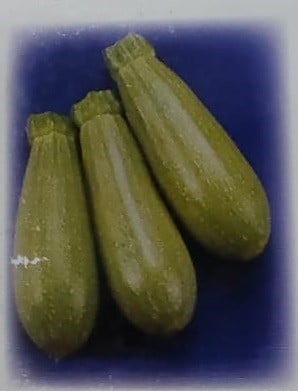 كوسا هيبرد 50 بذرة HYBRID SQUASH