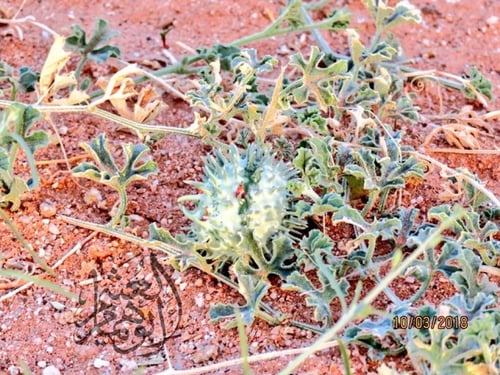 مشط الذيب ( حنيظلان ) البذور ثمرتين Cucumis prophe...