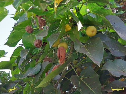 ذسبيسيا 10 بذرات Thespesia populnea