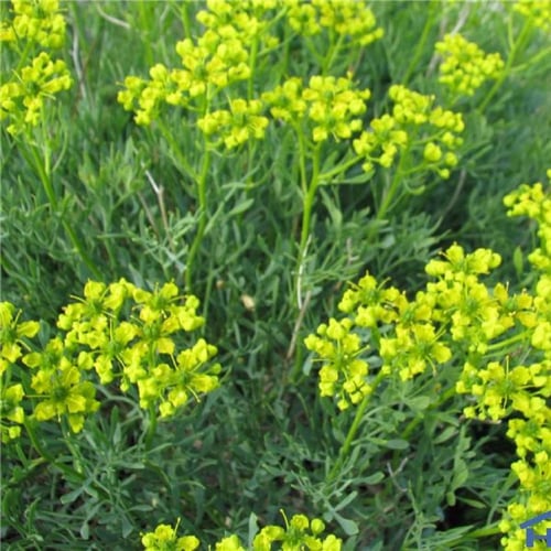 شذاب 50 بذرة Ruta chalepensis