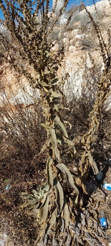 البوصير 30 بذرة Verbascum sinaiticum