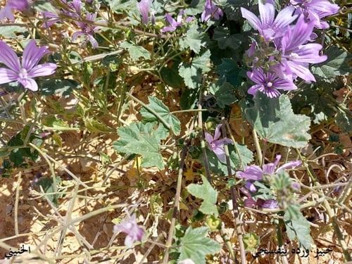 خبيز زهرة بنفسجي 50 بذرة Malva nicaeensis