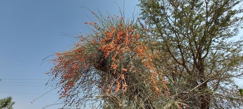 لوى 20 بذرة Ephedra foeminea Forssk