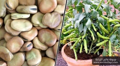 فول مصري حبة كبيرة 50 بذرة Vicia faba L