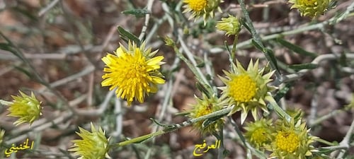 عرفج مقدار كأس ورق من البذور Rhanterium epapposum