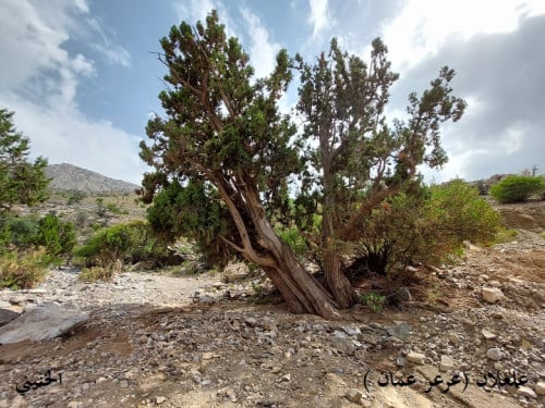 علعلان ( عرعر ) 20 بذرة Juniperus excelsa M