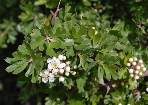 زعرور 10 ثمرات Crataegus aronia