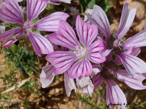 خبيز زهرة بنفسجي 50 بذرة Malva nicaeensis