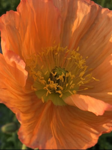 ديدحان الوان كثيرة اوربي 500 بذرة Papaver glaucum