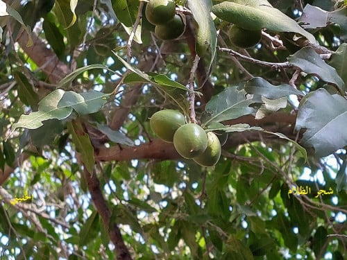 ظلام 15 بذرة Diospyros mespiliformis