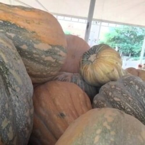 قرع عسلي - بوبر حساوي 30 بذرة