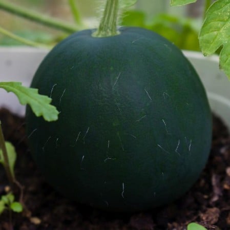 حبحب الجوهرة السوداء 30 بذرة