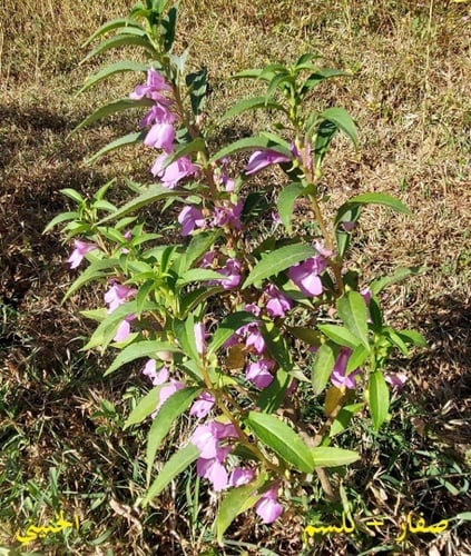 بلسم - صفار ظفار 20 بذرة Lmpatiens balsamina