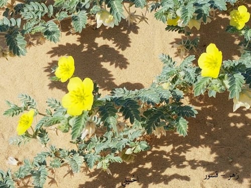 زهر ( قسور ) مقدار ملعقة من البذور و الورق Tribulu...