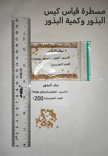 علقى ( عرفج تهامة ) 200 بذرة Dipterygium glaucum