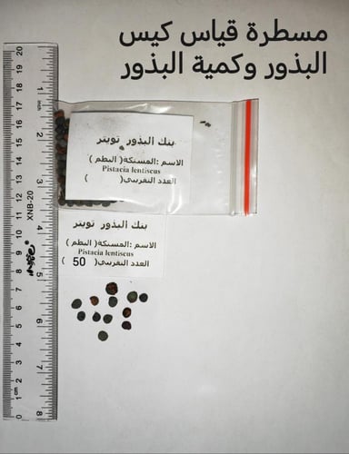 بطم 50 بذرة Pistacia atlantica