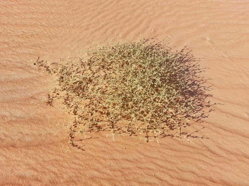 تربة - شكاعي - درما - حلاوي - جنبة من الربع الخالي...