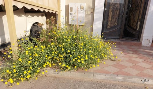 سكب 100 بذرة واكثر Pulicaria inuloides