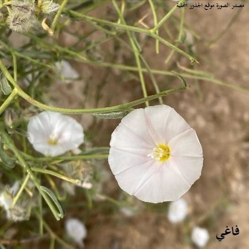 فاغي (حب الريشة ) 20 بذرة Convolvulus Virgatus