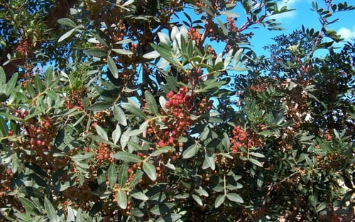 بطم 50 بذرة Pistacia atlantica