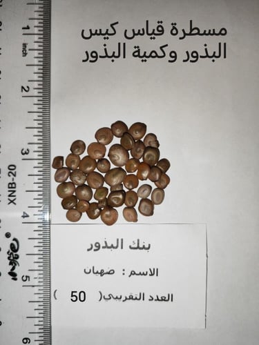 طلح الضهيان 50 بذرة Acacia asak