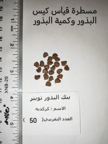 كركديه 50 بذرة Hibiscus sabdariffa