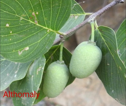 شجرة نكر 15 بذرة berchemia discolor