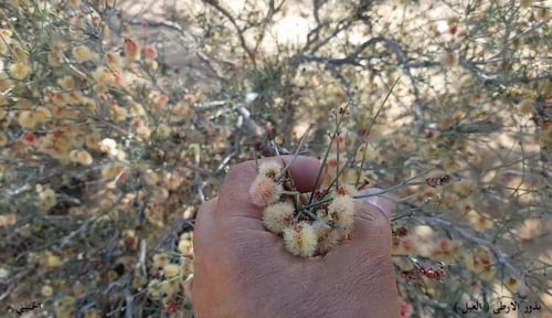 ارطى عدد البذور ملاء كأس Callgonum comosum