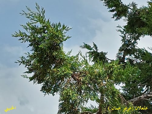 علعلان ( عرعر ) 20 بذرة Juniperus excelsa M