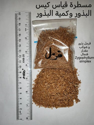 قرمل بذور و شوائب مقدار فنجال Zygophyllum simplex
