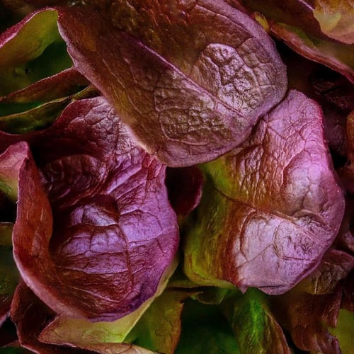 خس روماني اخضر احمر 200 بذرة rouge de hiver romain...