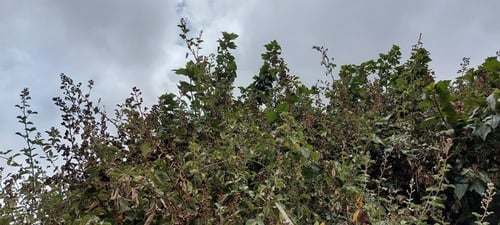 عليق - توت بري 15 بذرة Rubus sanctus