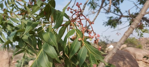 ضرو 30 بذرة Pistacia falcata