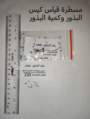 خس روماني اخضر احمر 200 بذرة rouge de hiver romain...