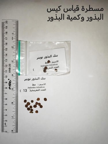 شجر مظ 10 بذرات Anisotes trisulcus