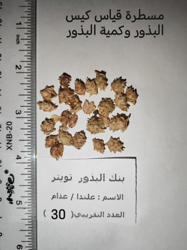 علندا 30 بذرة تقريبا ephedra alata decne