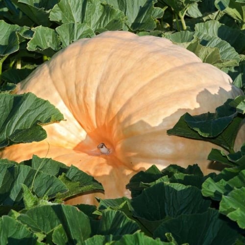 قرع حجم كبير 8 بذرات