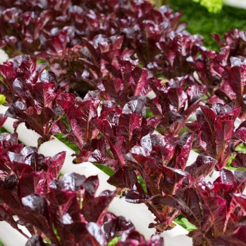 خس روماني اخضر احمر 200 بذرة rouge de hiver romain...