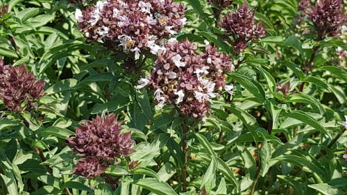 ريحان عراقي 200 بذرة