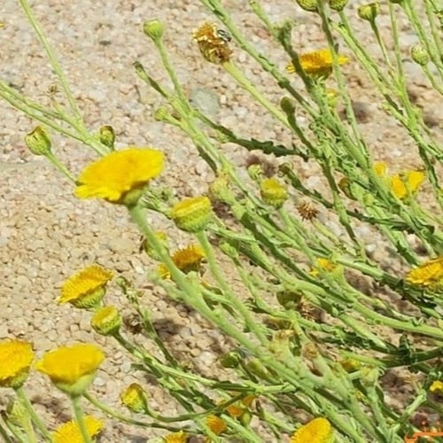 سكب 100 بذرة واكثر Pulicaria inuloides
