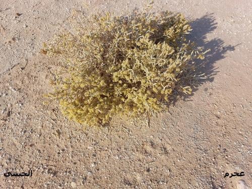 عجرم بذور و اوراق بمقدار بيالة anabasis lachnantha