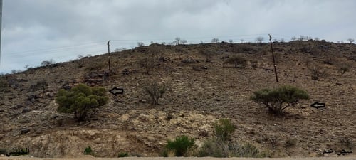 عتم (زيتون بري ) من السراة 15 بذرة Olea europaea