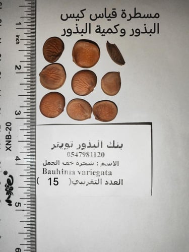 خف الجمل 15 بذرة Bauhinia variegata لا اعرف عن جود...