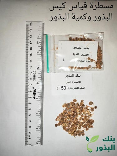 حزاء 50 بذرة Ducrosia anethifolia