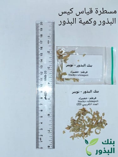قرطم - خضيراء 20 بذرة Stachys schimperi